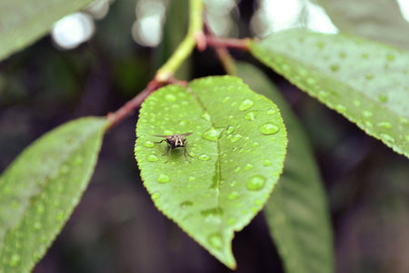 Fly on a leaf. Natural Ukraine