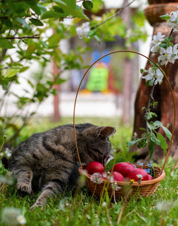 Cat with a basket of red Easter eggsの写真素材