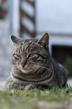 Portrait of a cat in grassの写真素材