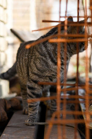 Cat in a construction siteの写真素材