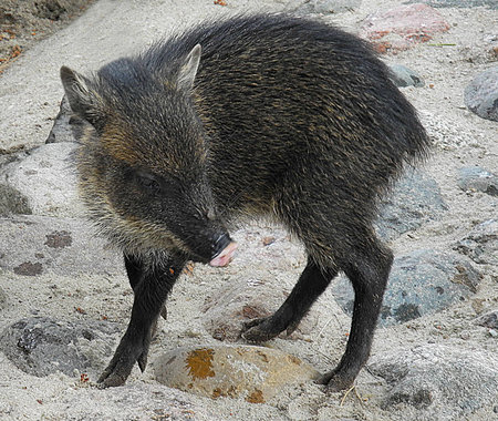                      Small collared peccary          の写真素材