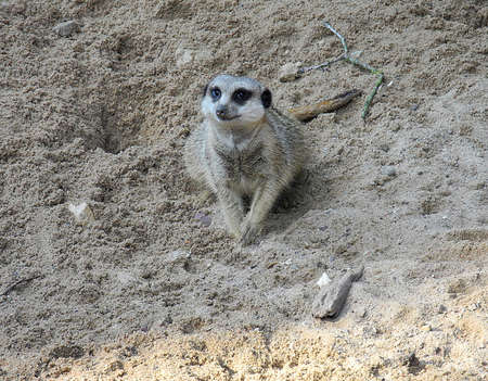                      Slender-tailed Meerkat          の写真素材