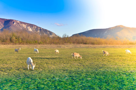 Goats grazing in beautiful countrysideの写真素材