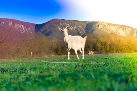 Goats grazing in beautiful countrysideの写真素材