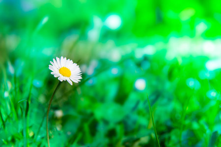 Beautiful daisies in the spring