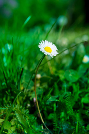 Beautiful daisies in the springの写真素材