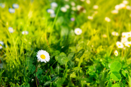 Beautiful daisies in the springの写真素材