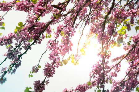 Judas tree (Cercis siliquastrum) branchesの写真素材