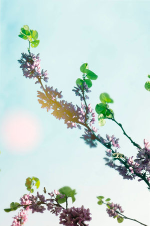 Judas tree (Cercis siliquastrum) branchesの写真素材