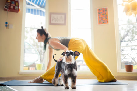 Young beautiful woman exercising yoga and stretching in her apartment with her dogの写真素材