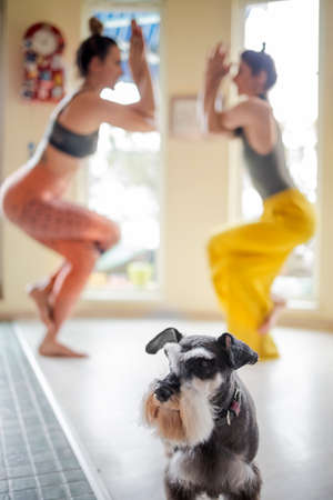 Beautiful dog posing while her owners are relaxing doing yoga in their apartmentの写真素材