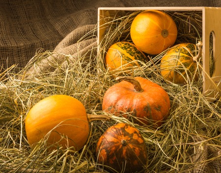 Pumpkins are in the box and on the straw.の写真素材