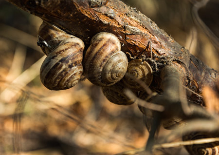 Group grape snails on a tree branch close-upの写真素材