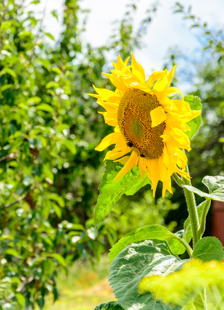 The flower of the sunflower on the field in the hot summer day.の写真素材
