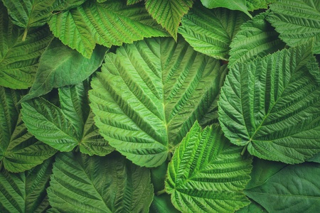 Creative layout made of green leaves. Nature backgroundの写真素材
