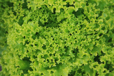 Fresh green lettuce salad in ceramic bowl.