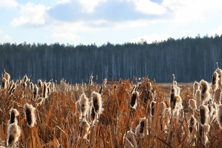 Winter landscape with frozen pond and dry reeds in sunny cold dayの写真素材