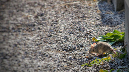 Wild Wood mouse resting on a stick on the forest floor with lush green vegetation