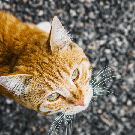 Beautiful stripy ginger cat with white whiskers, view from above.の写真素材