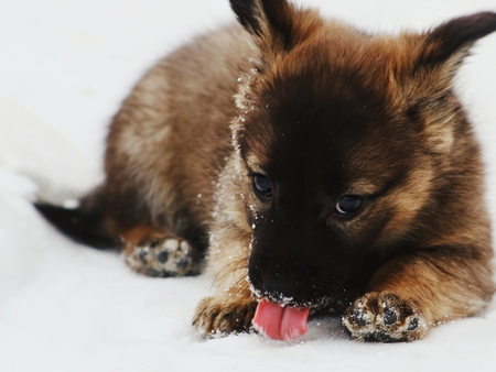 Lovely Puppy is lying on the snow.の写真素材