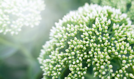 White flower with many small buds. Natural wallpaper Close-up. Selective focus.