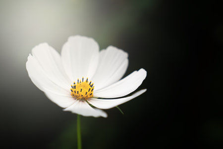 White Cosmos Flower in the sun's rays on a dark green background. Natural wallpaper Close-up. Selective focus.の写真素材