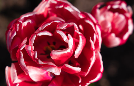 Red tulip on a dark background. Close-up. Top view. Selective focus.の写真素材
