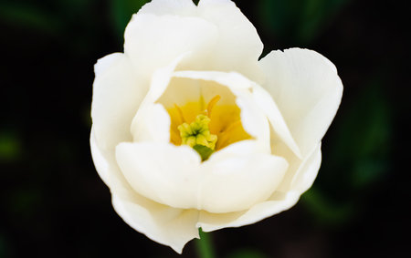 Close-up of the white tulip on a dark background. Natural background. Selective focus.の写真素材