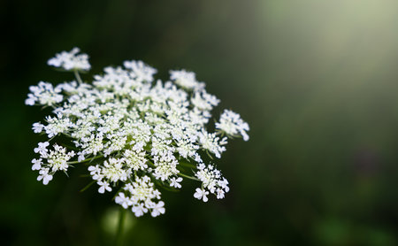 White wildflower on a dark green background. Natural wallpaper Close-up. Copy space. Selective focus.の写真素材