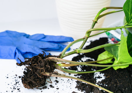 Seedling of syngonium plant, gloves and pot for transplanting plants on the table. Close-up. Home gardening. Selective focus.の写真素材