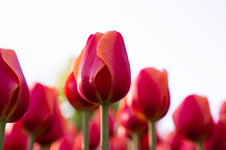 Field of beautiful red tulips. Natural background. Springtime. Selective focus.の写真素材