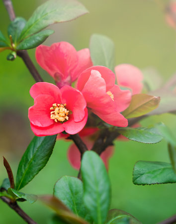 Beautiful spring background with red flower of Chaenomeles japonica. Close-up. Selective focus.の写真素材