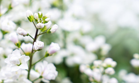 Arabis alpina white in full bloom in the garden flowerbed. Natural wallpaper Close-up. Selective focus.の写真素材