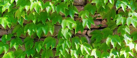 Green climbing plant on a stone wall on a sunny day. Natural background. Banner.