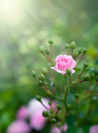 Beautiful pink rosebud under the sun rays in the garden. Close-up. Selective focus.の写真素材
