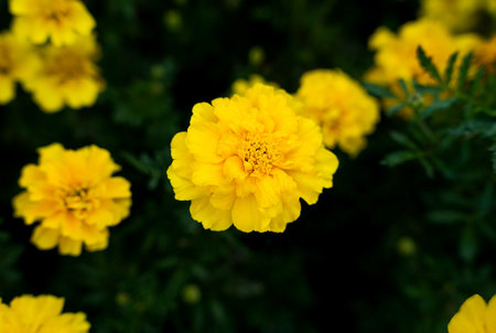 Yellow flowers of marigolds on a green background. Natural wallpaper Close-up. Selective focus.