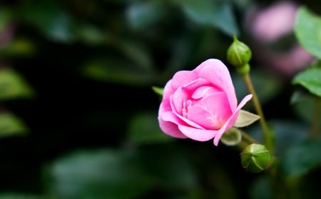 Beautiful pink rose bud in the garden. Floral background. Close-up. Copy space. Selective focus.の写真素材
