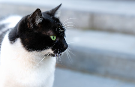 Portrait of a fluffy black and white cat. Close-up. Selective focus.の写真素材