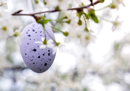 A decorative painted egg hangs on a branch of a blossoming cherry tree. Easter spring composition....