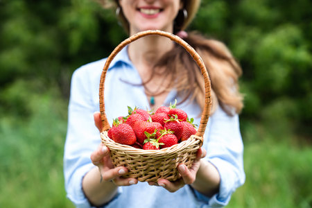 Smiling young woman holds a basket with ripe strawberries in her hands. Harvest strawberries. Close-up.の写真素材