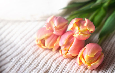Greeting card. A bouquet of beautiful tulips on a knitted white sweater. Mother's Day, Birthday. Close-up. Selective focus.の写真素材