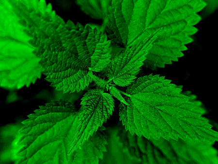 Background of green leaves. Natural wallpaper Close-up. Selective focus.