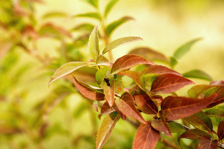Brown-green young leaves of the bush. Natural wallpaper Close-up. Selective focus.