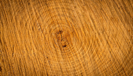 Texture of cut tree trunk. Wood texture. Natural background. Close-up.の写真素材