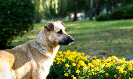 Big stray dog in the park. Domestic and stray dogs. Copy space.