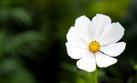 White flower on the green background. Natural wallpaper Close-up. Selective focus.