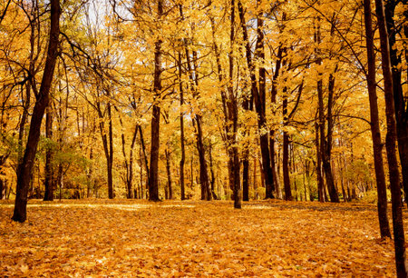 Golden autumn forest with tall trees and a thick carpet of fallen leaves. A warm, cozy autumn...