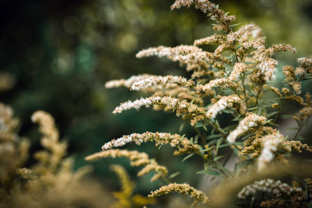 Closeup of wild meadow plant with soft white bloom in natural light. Autumn nature background with...