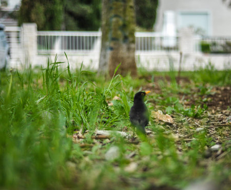 Blackbird hiding in grass