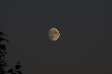 Near Full Moon at dusk bordered by tree branchesの写真素材